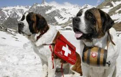 images (29) - saint bernard