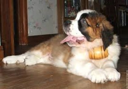 images (30) - saint bernard