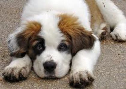 images (32) - saint bernard