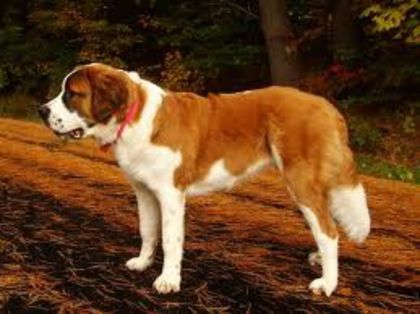 images (33) - saint bernard