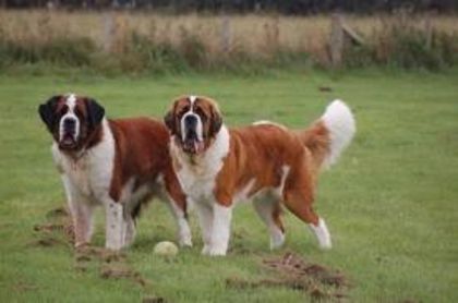 images (34) - saint bernard