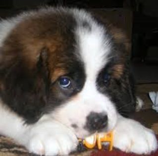 images (37) - saint bernard