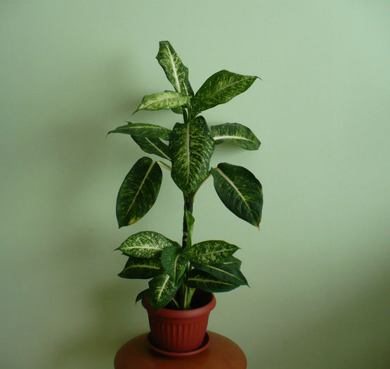 18 nov 2013 - Dieffenbachia 2012 - 2013