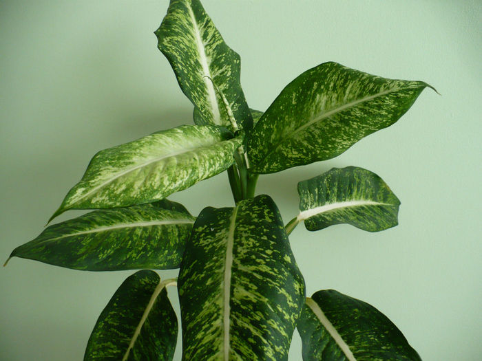 P1480991 - Dieffenbachia 2012 - 2013