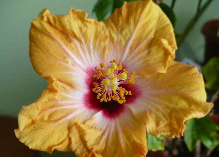 P1490062 - hibiscusi 2013 nov - dec