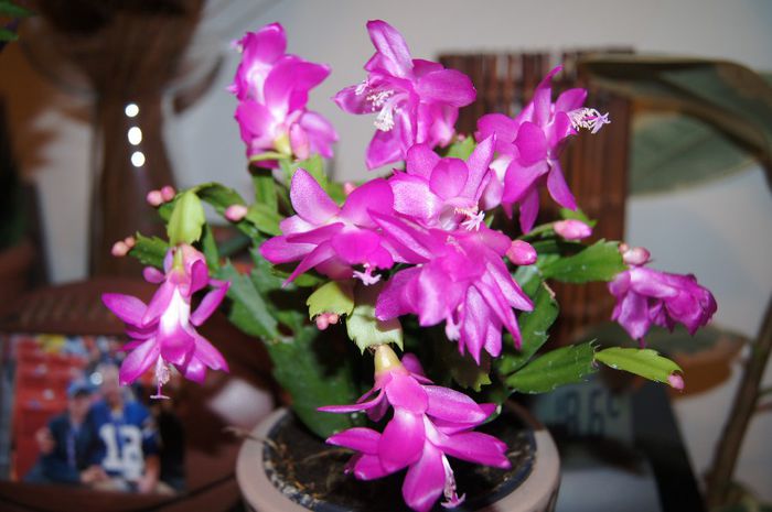 craciunita mea - FLORILE MELE