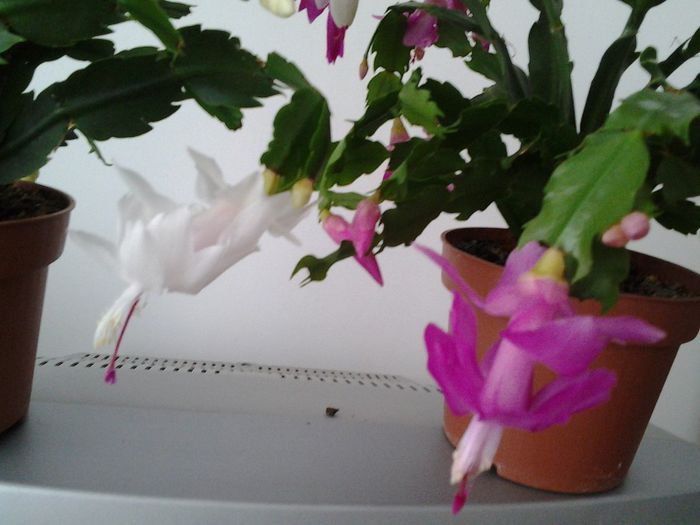 Fotografie0212 - SCHLUMBERGERA