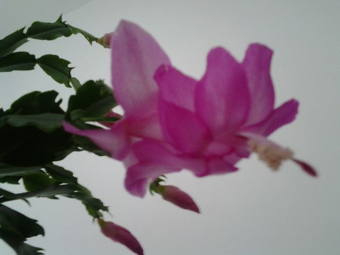 Fotografie0215 - SCHLUMBERGERA