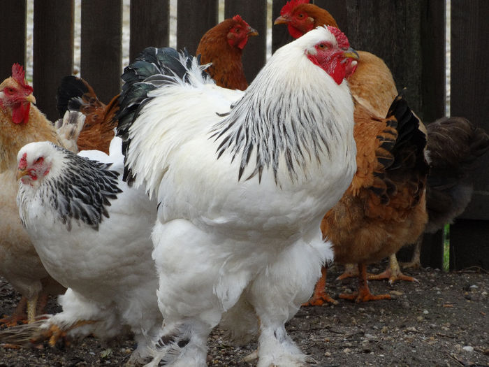 Măria sa la aproape 2 ani. - Brahma herminat deschis