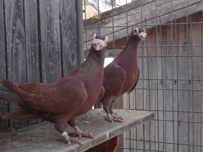 PERECHEA 1. - 04-CARUNCULAT DE ORADEA 2008-2017