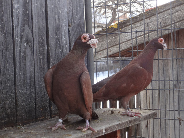 2013 - 04-CARUNCULAT DE ORADEA 2008-2017