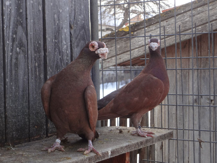  - 04-CARUNCULAT DE ORADEA 2008-2017