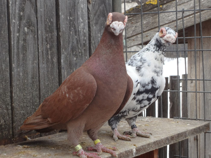 PERECHEA 2. - 04-CARUNCULAT DE ORADEA 2008-2017