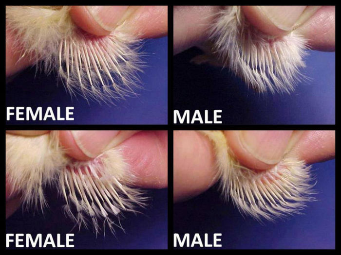 male vs female - I nformatii utile crescatorilor