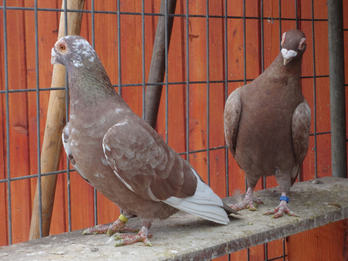  - 04-CARUNCULAT DE ORADEA 2008-2017