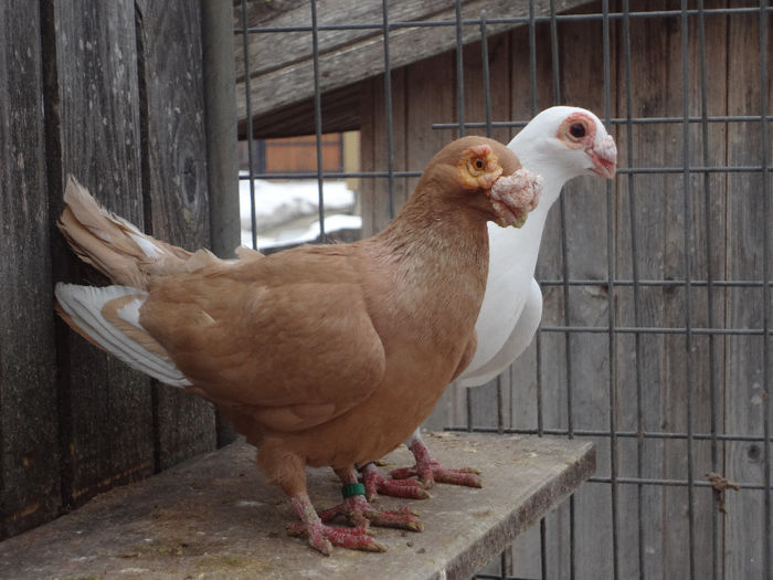  - 04-CARUNCULAT DE ORADEA 2008-2017