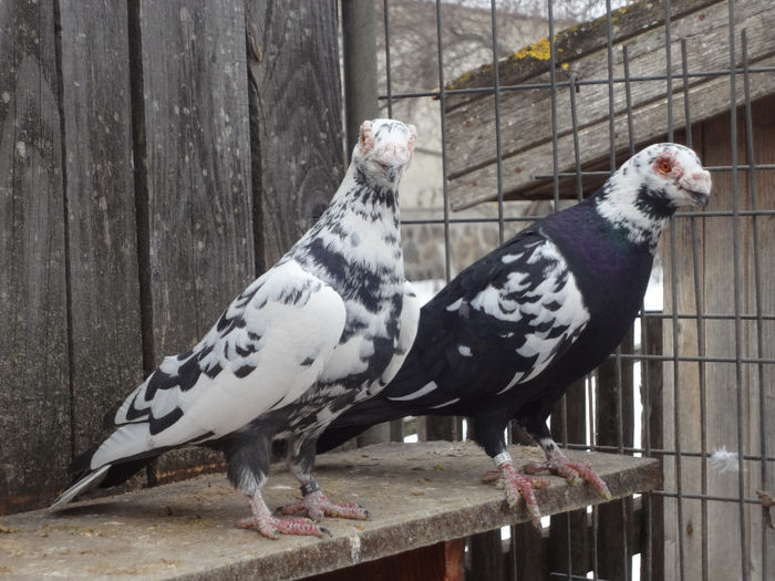 PERECHEA 8. - 04-CARUNCULAT DE ORADEA 2008-2017