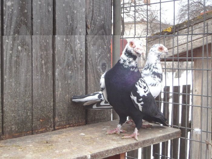 2013 - 04-CARUNCULAT DE ORADEA 2008-2017