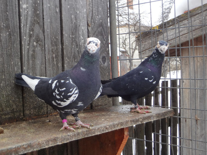  - 04-CARUNCULAT DE ORADEA 2008-2017