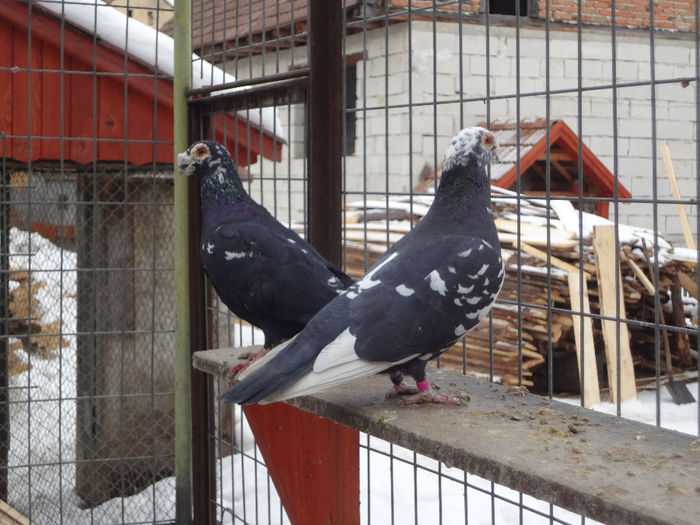 2013 - 04-CARUNCULAT DE ORADEA 2008-2017