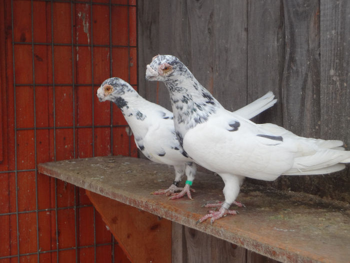 PERECHEA 17. - 04-CARUNCULAT DE ORADEA 2008-2017