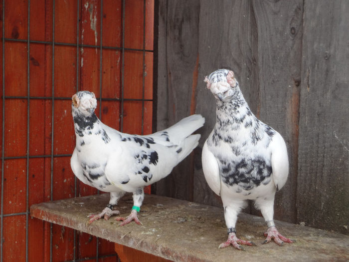  - 04-CARUNCULAT DE ORADEA 2008-2017