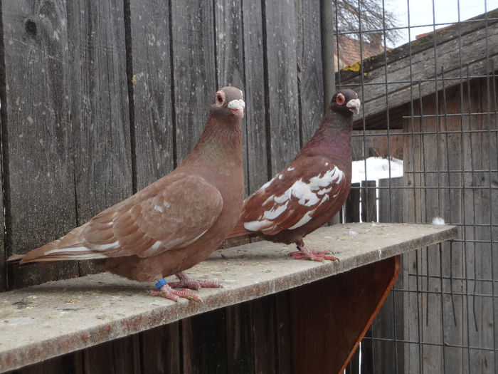 PERECHEA 18. - 04-CARUNCULAT DE ORADEA 2008-2017