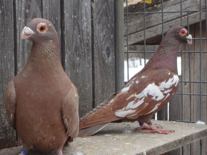  - 04-CARUNCULAT DE ORADEA 2008-2017