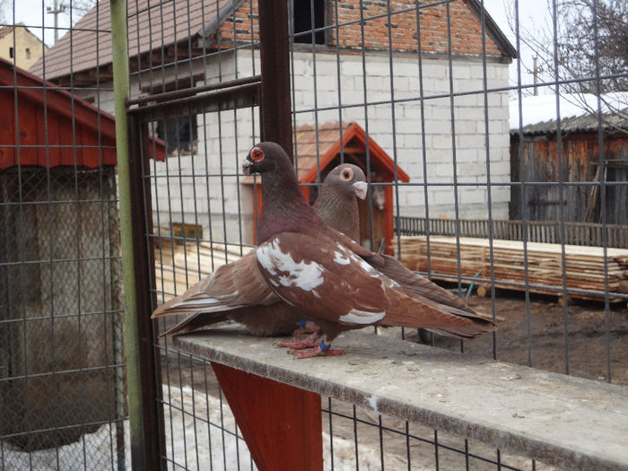 2013 - 04-CARUNCULAT DE ORADEA 2008-2017