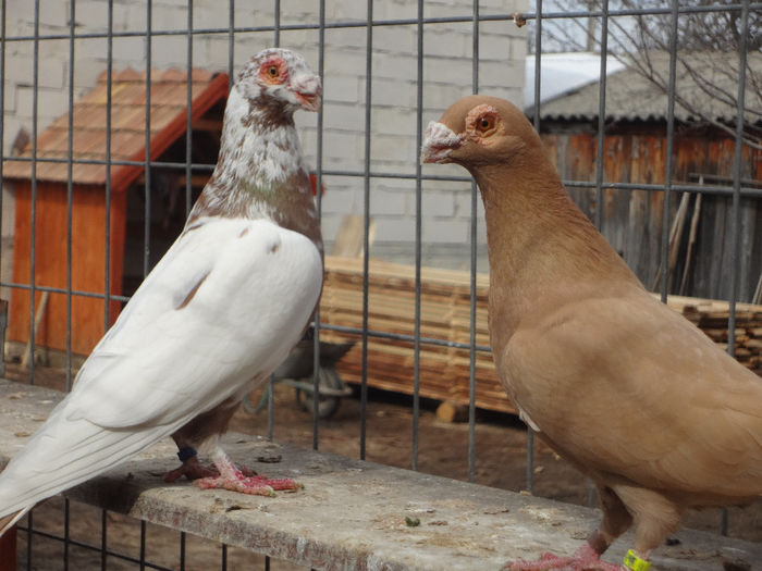 2013 - 04-CARUNCULAT DE ORADEA 2008-2017