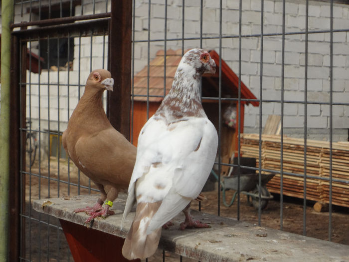  - 04-CARUNCULAT DE ORADEA 2008-2017