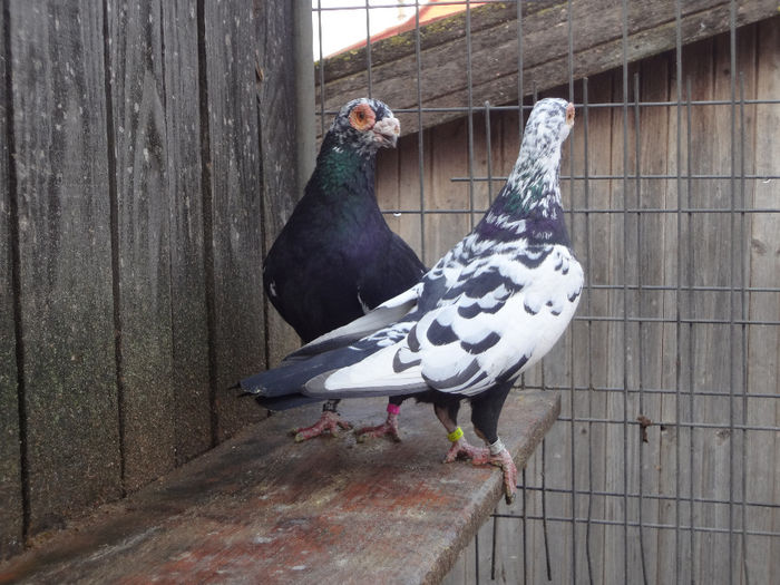 PERECHEA 20. - 04-CARUNCULAT DE ORADEA 2008-2017