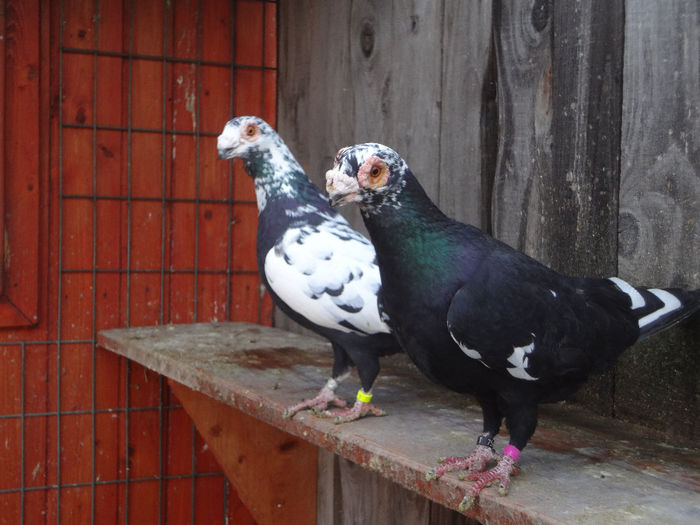  - 04-CARUNCULAT DE ORADEA 2008-2017