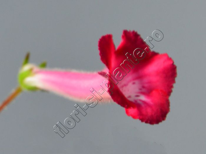 Sinningia Electric Red - GLOXINIA _ SINNINGIA__NEWS 2013