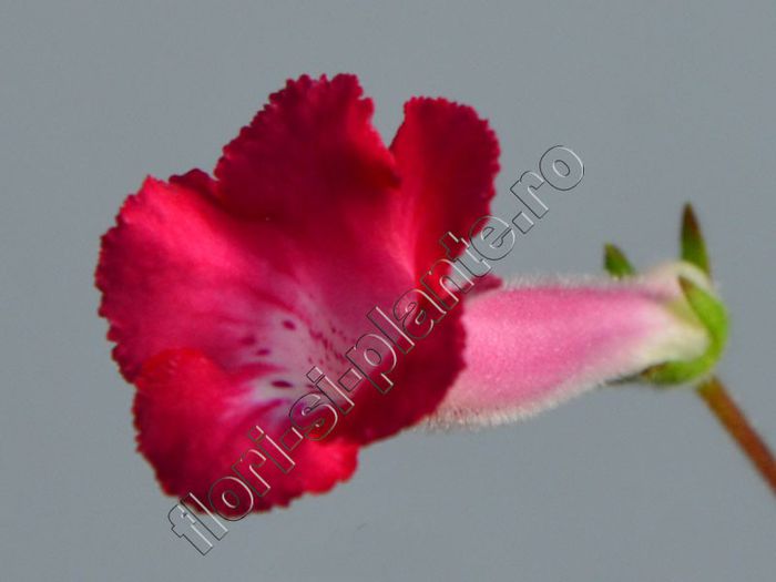 Sinningia Electric Red - GLOXINIA _ SINNINGIA__NEWS 2013