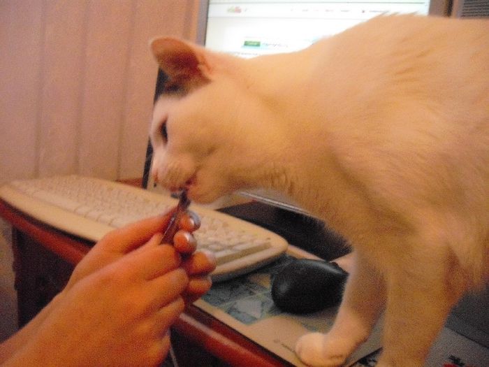 DSCF1734 - FELIX
