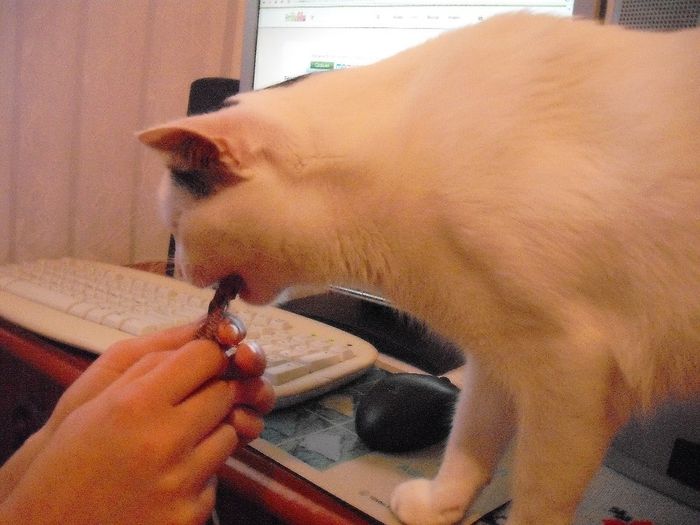 DSCF1735 - FELIX