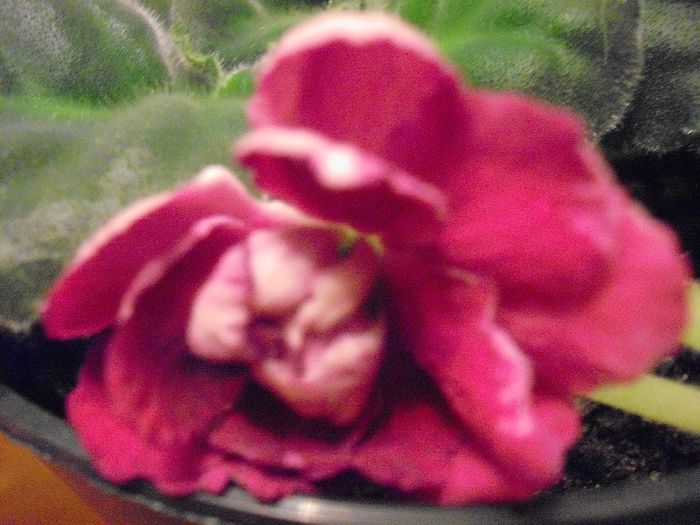 RS.Gercogenia