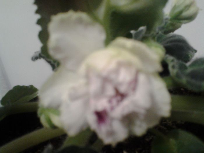 RS.Gercogenia
