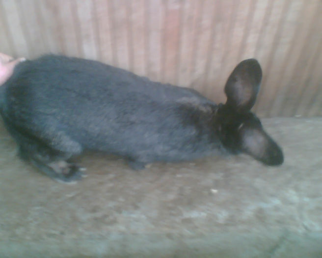 Imag009 - iepuri uriasul german