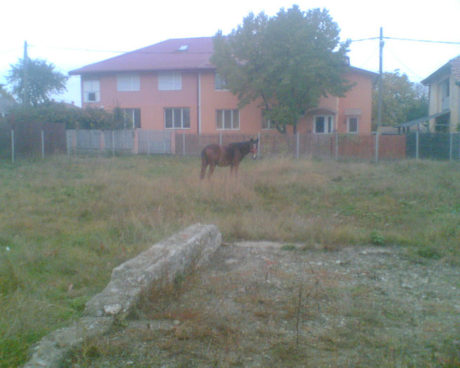 Imag014 - calutu stelica