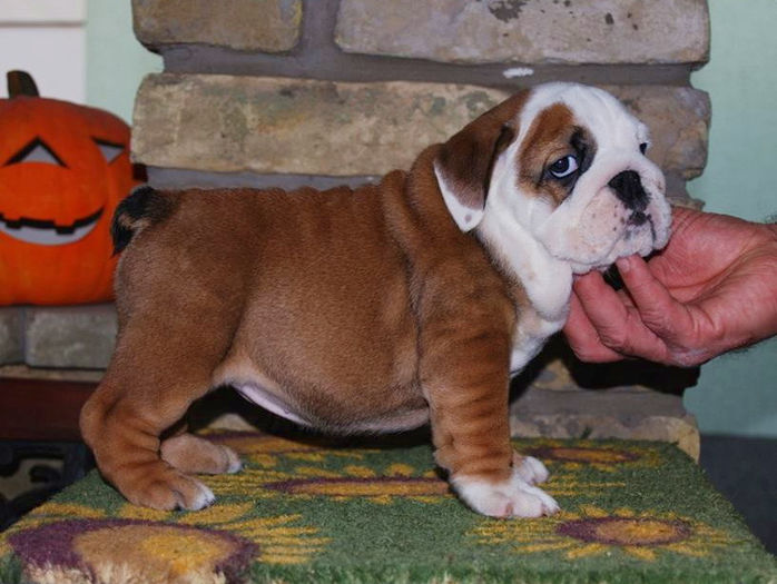 Indy - 5Sopy Indy Bulldog Englez