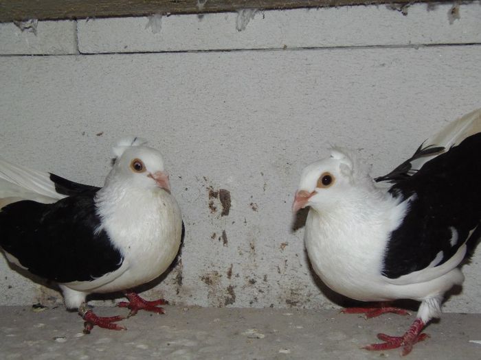 PB223802 - Matca boxani si cazaci