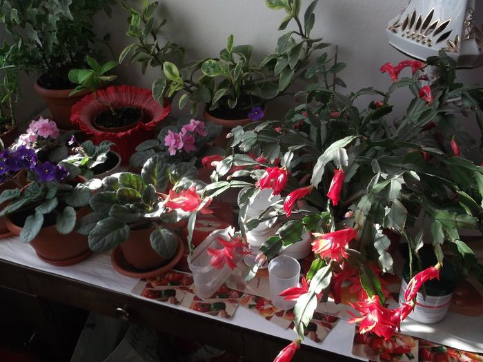 MINUNATIILE MARTUTEI