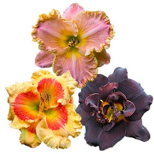 3-hemerocalles-B - minuni ale naturii create de Dumnezeu 4