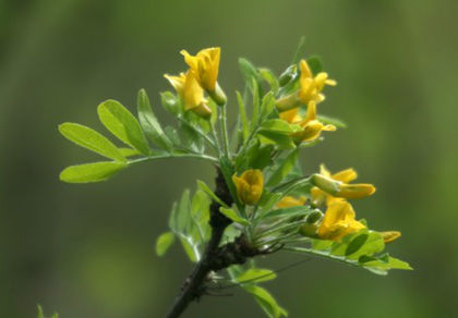 caragana arborescens - minuni ale naturii create de Dumnezeu 4