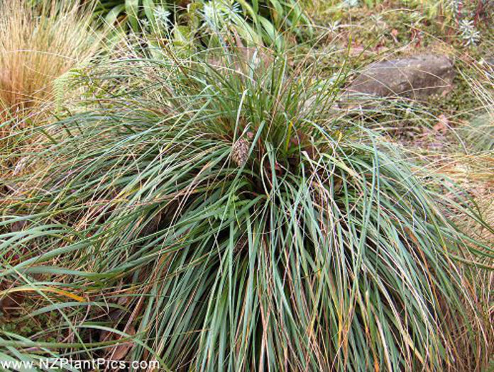 chionochloa_beddiei_small_01