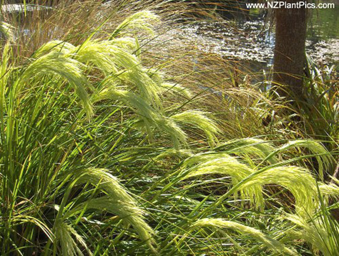 chionochloa_flavicans_14_grass - minuni ale naturii create de Dumnezeu 4