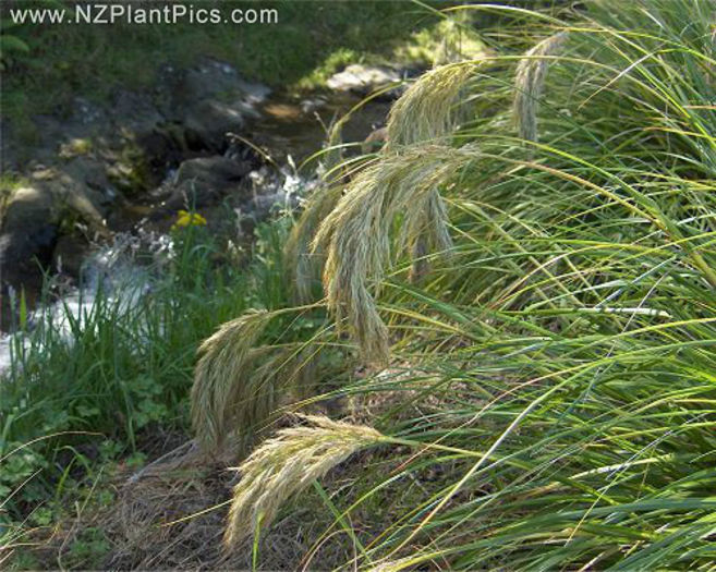 chionochloa_flavicans_small_07 - minuni ale naturii create de Dumnezeu 4