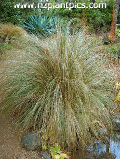 chionochloa_rigida_small_03 - minuni ale naturii create de Dumnezeu 4
